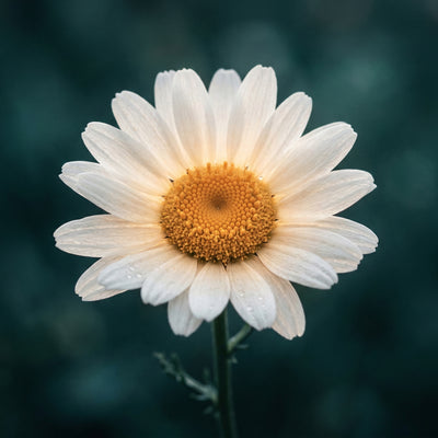Apigenin aus Kamille (Botanischer System-Code)